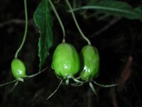 Burmeistera vulgaris